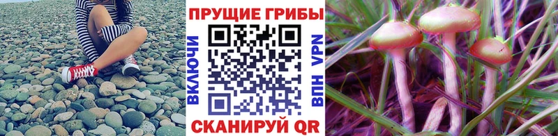 дарнет шоп Рыбинск Галлюциногенные грибы мухоморы